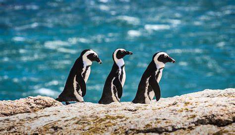 CAPE TOWN: 3 Nights 4 Days
