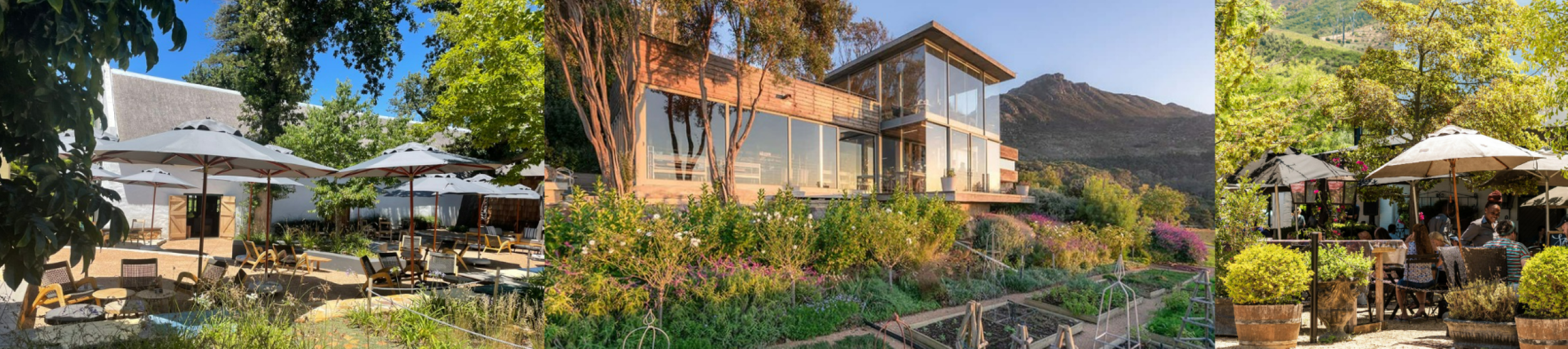 3 CONSTANTIA VINEYARD